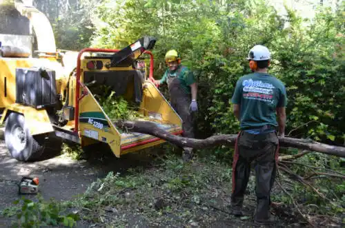 tree services Mountain Pine